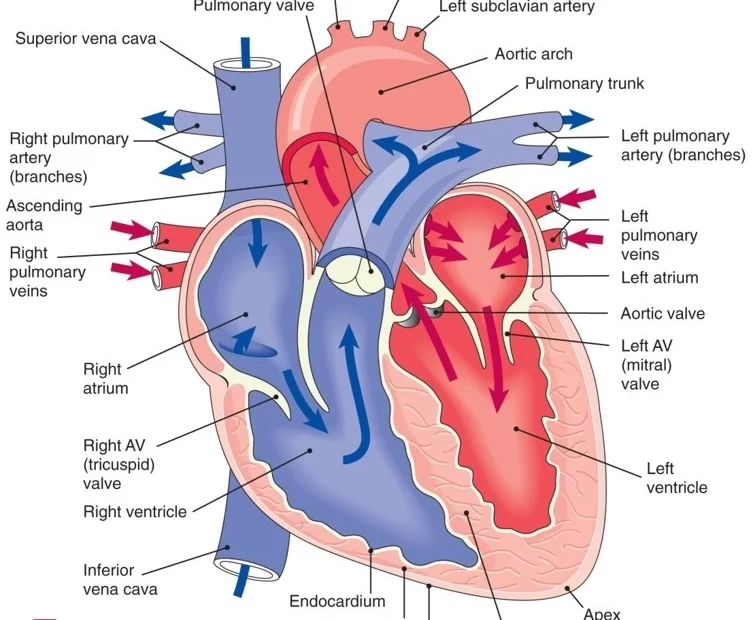 Exploring the Role of the Cardiovascular System in Phlebotomy: Essential Insights