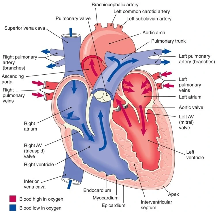 Exploring the Role of the Cardiovascular System in Phlebotomy: Essential Insights