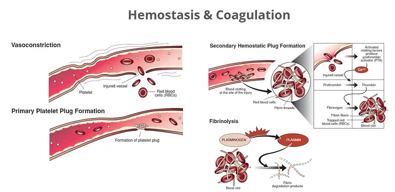 Unlocking the Secrets of Haemostasis in Phlebotomy with Floreo Associates